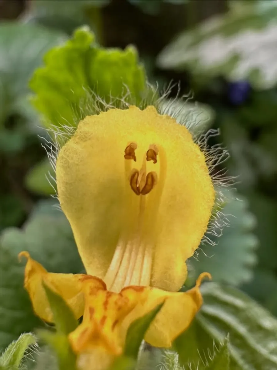 Wildkraut in voller Blüte aus der Nähe
