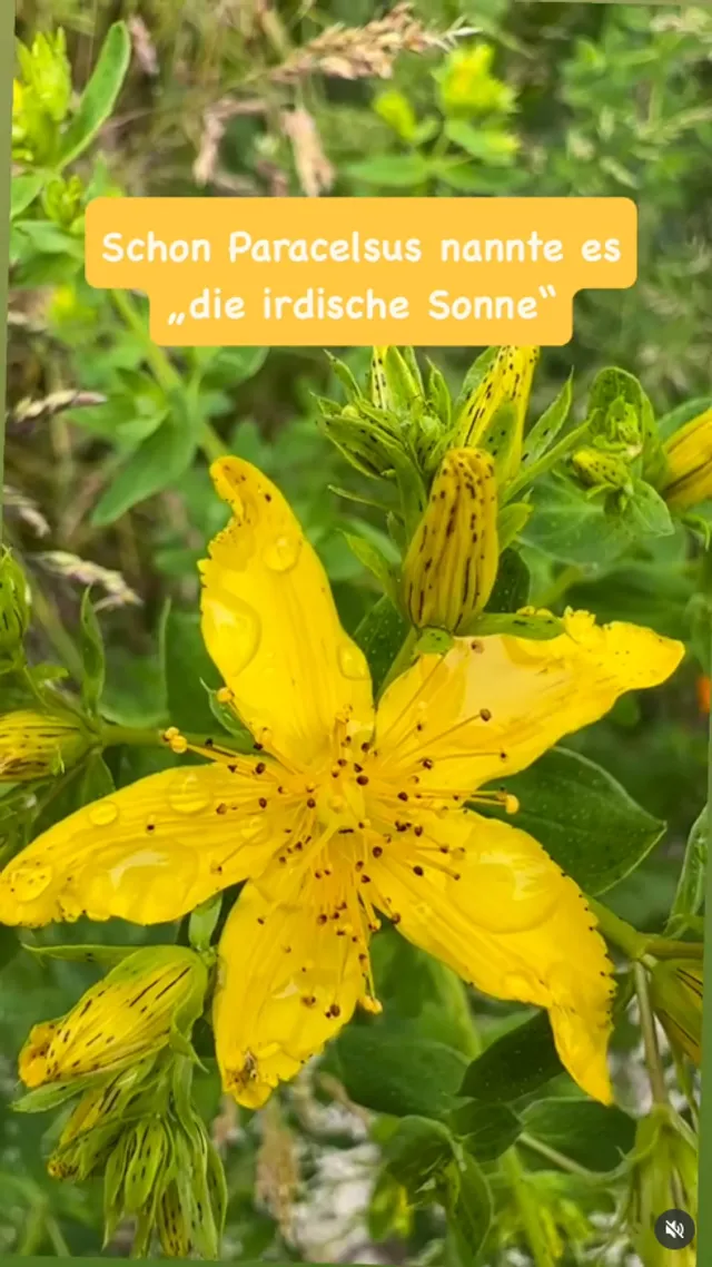 Johanniskraut — die „irdische Sonne“