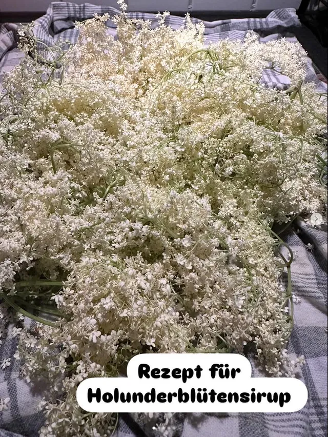 Holunderblütensirup selbst gemacht